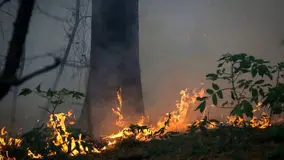 واکنش علیرضا قربانی به سوختن جنگل‌های هیرکانی/ درختان همه دود پیچان به تاراج باد