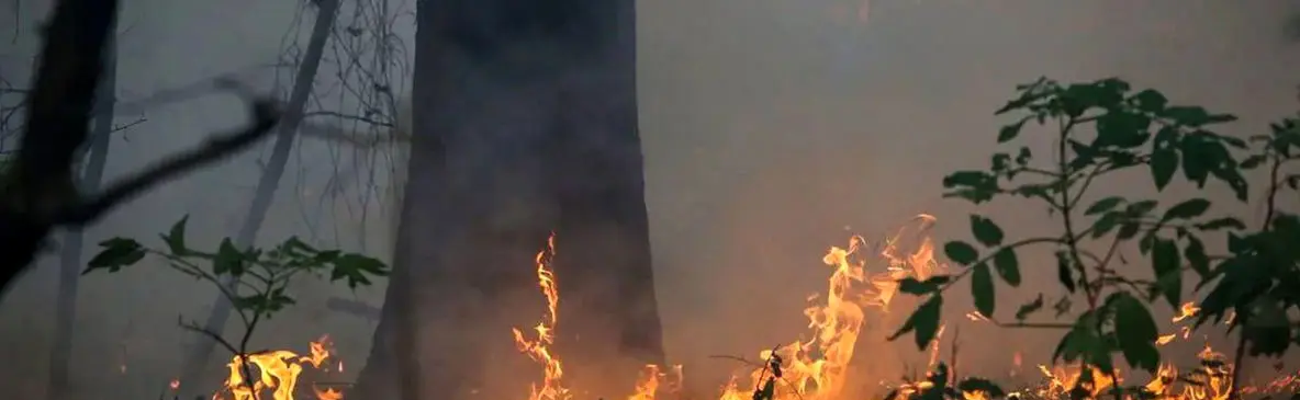 واکنش علیرضا قربانی به سوختن جنگل‌های هیرکانی/ درختان همه دود پیچان به تاراج باد