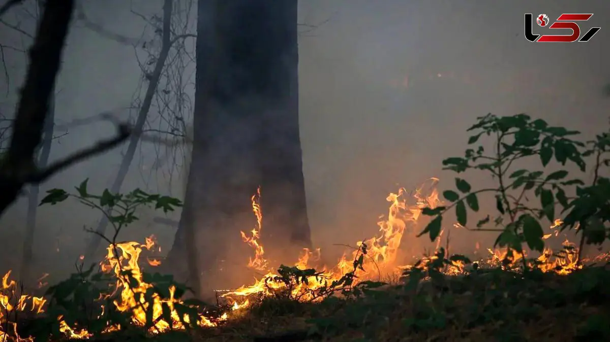 واکنش علیرضا قربانی به سوختن جنگل‌های هیرکانی/ درختان همه دود پیچان به تاراج باد