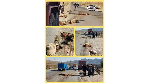تصادف مرگبار راننده کامیون با گله گوسفندان + عکس