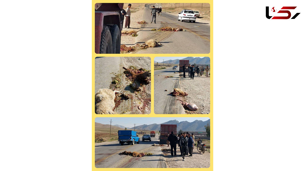 تصادف مرگبار راننده کامیون با گله گوسفندان + عکس