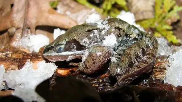  قورباغه‌ای که در زمستان می‌میرد و در بهار زنده می‌شود + فیلم
