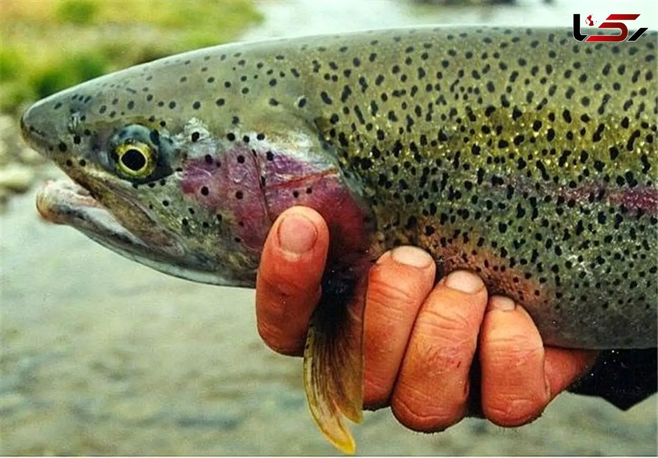 ممنوعیت مصرف مالاشیت گرین در مزارع پرورش ماهی