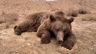 عکس دلخراش از مرگ خرس قهوه ای در تصادف جاده شاهرود
