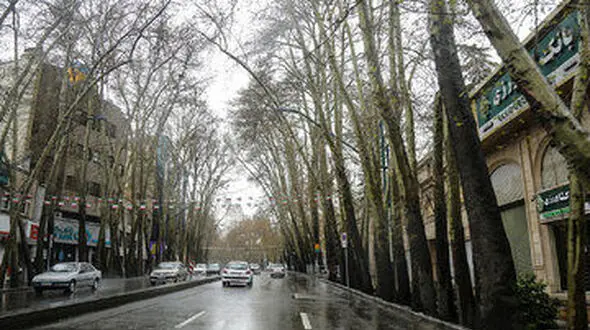 اعلام دو مشکل درختان خیابان ولیعصر/جریمه ۱۶۷ میلیارد تومانی مالک متخلف برای خشک کردن عمدی درختان چنار

