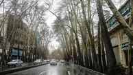 جریمه 117 میلیارد تومانی به خاطر بریدن 13 درخت خیابان ولیعصر(عج)