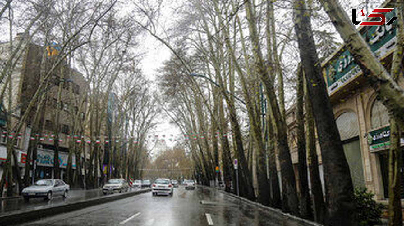 جریمه 117 میلیارد تومانی به خاطر بریدن 13 درخت خیابان ولیعصر(عج)