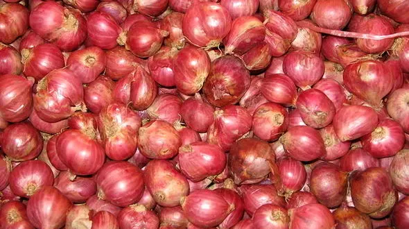 درمان عفونت باکتریایی با پیاز