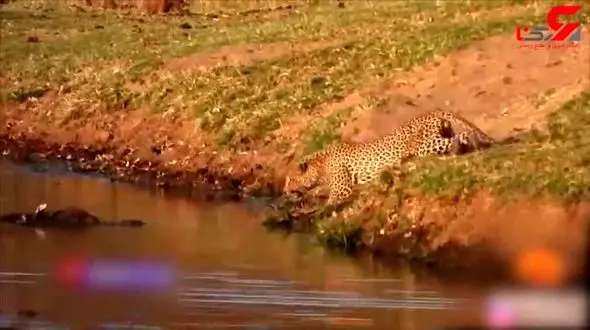 جدال دیدنی پلنگ گرسنه با تمساح آفریقایی بر سر طعمه + فیلم