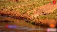 جدال دیدنی پلنگ گرسنه با تمساح آفریقایی بر سر طعمه + فیلم