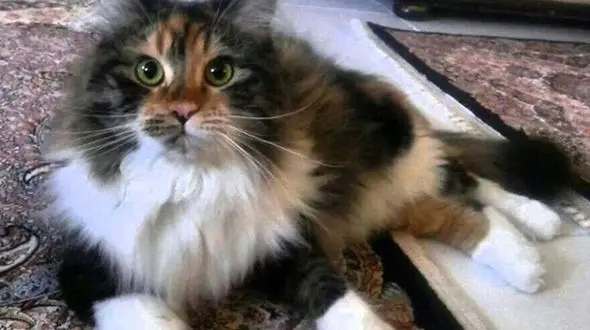 هزینه های سر به فلک برای آرایشگاه سگ و گربه