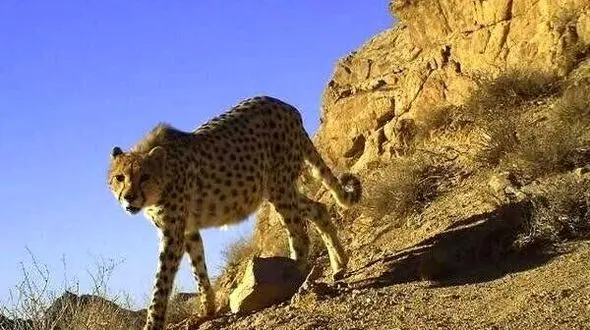 شکاریان: ۶ یوزپلنگ آسیایی در پناهگاه میاندشت مشاهده شدند