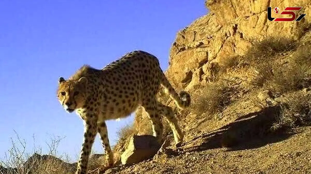 شکاریان: ۶ یوزپلنگ آسیایی در پناهگاه میاندشت مشاهده شدند