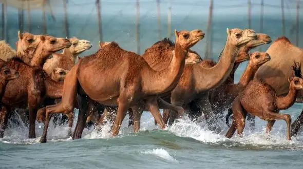 شگفتی در خلیج فارس؛ لحظه حمام شترها در آب‌ های گرم