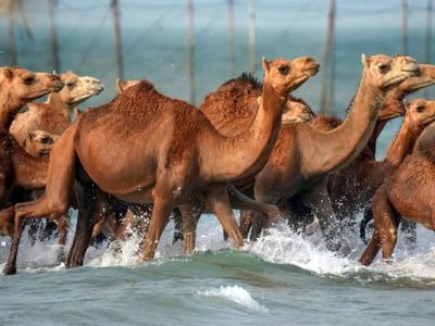شگفتی در خلیج فارس؛ لحظه حمام شترها در آب‌ های گرم