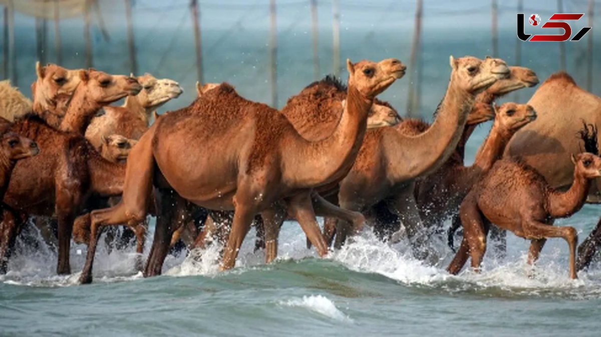 شگفتی در خلیج فارس؛ لحظه حمام شترها در آب های گرم
