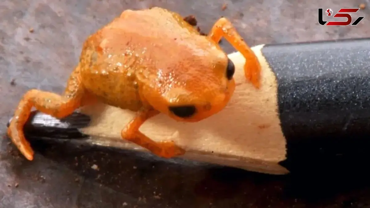 قورباغه‌ ای به اندازه نوک مداد؛ کشف عجیب در دنیای حیوانات