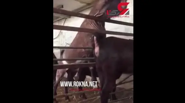 کسی می‌داند این هیولای وحشتناک چه حیوانی است؟+ فیلم