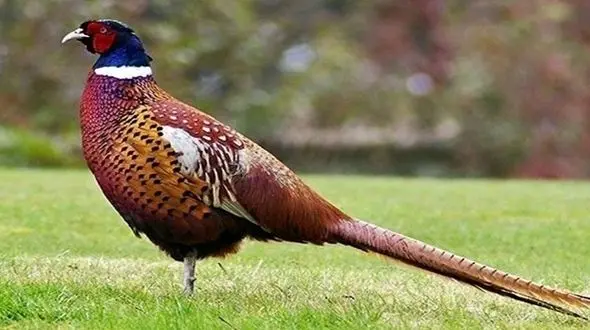 فیلم دیدنی از شیر آفریقایی در خانه مرد اصفهانی / راز باغ وحش خانگی فاش شد 