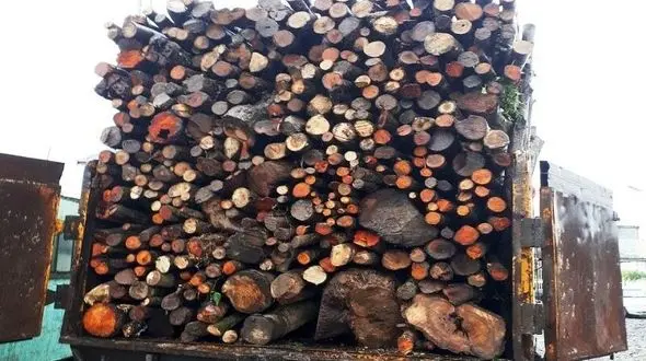 کشف محموله قاچاق چوب در مهاباد / متهم دستگیر شد