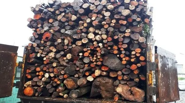 کشف محموله قاچاق چوب در مهاباد / متهم دستگیر شد