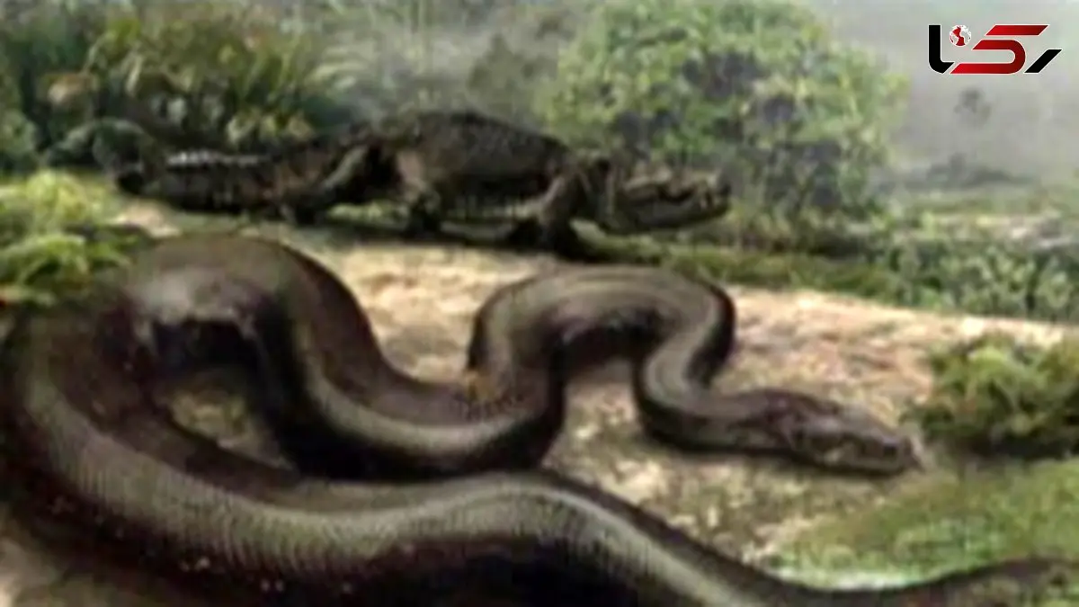 غول خفته از دل زمین بیدار شد / کشف بقایای مار ۱۳ متری در کلمبیا + عکس