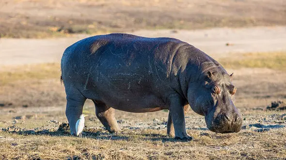 قدرت آرواره های اسب آبی + فیلم 