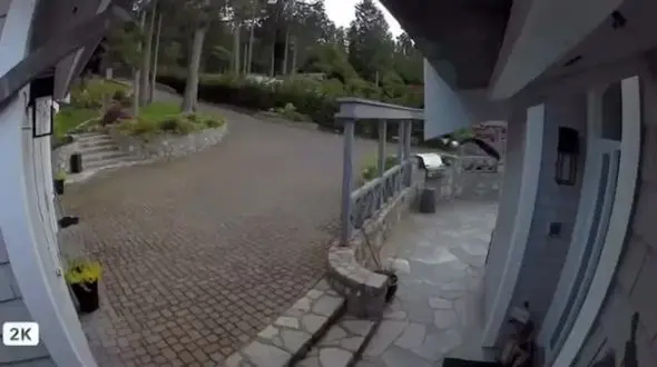 ببینید | لحظه حمله غافلگیرکننده یک عقاب و شکار غاز بی‌دفاع 