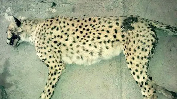 کشف لاشه‌های تازه در باغ وحش مشهد