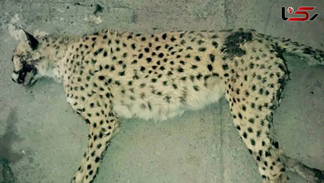 کشف لاشه‌های تازه در باغ وحش مشهد