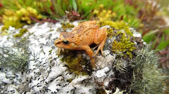 قورباغه حبه انگوری نادرترین قورباغه دنیا +عکس