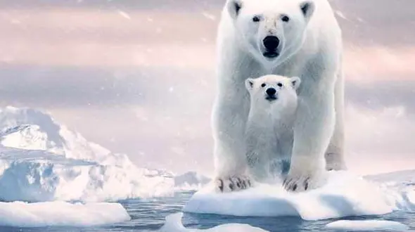 سرنوشت وحشتناک انسان ها که توسط حیوانات رقم خورد + فیلم