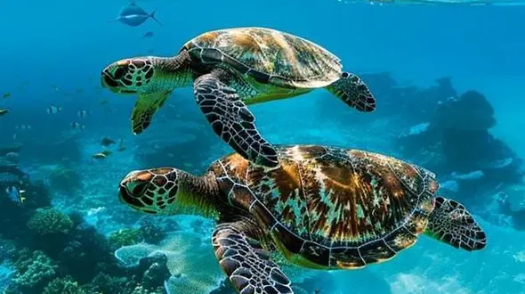 فال و طالع بینی روزانه 18 شهریور + فیلم