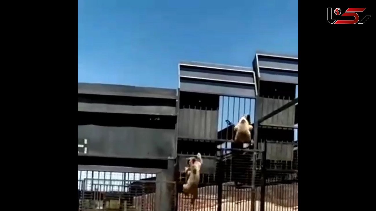 فیلم بامزه فرار خرس های قهوه ای از قفس در قزوین ! / دلتان می رود !