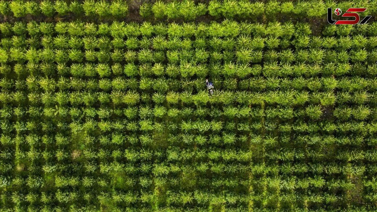 حال و هوای کریسمس از آسمان + عکس
