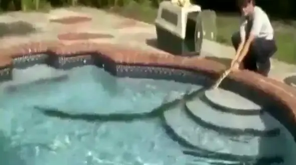 وحشت از مار پیتون در  استخرخانه ویلایی+ فیلم