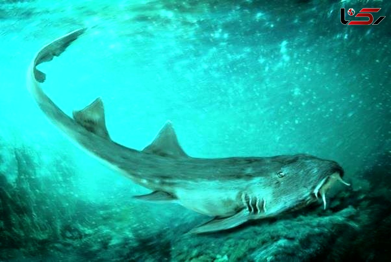 وحشت از کشف دندان های کوسه ۶۷ میلیون ساله در رودخانه