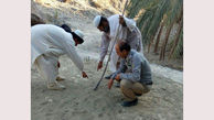 حمله پلنگ به احشام مردم در جنوب سیستان و بلوچستان 