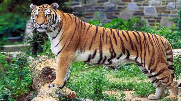 زنده زنده خوردن گراز توسط ببر + فیلم