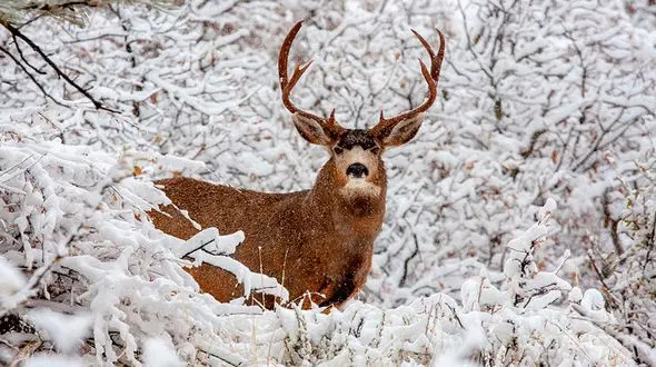 گشت و گذار بزرگترین گوزن در دل طبیعت + فیلم