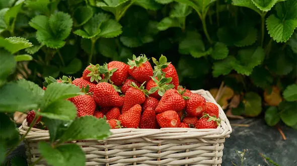 5 پیشنهاد تغذیه ای برای بهبود زخم روی پوست
