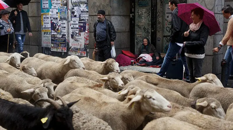 رژه گوسفندان