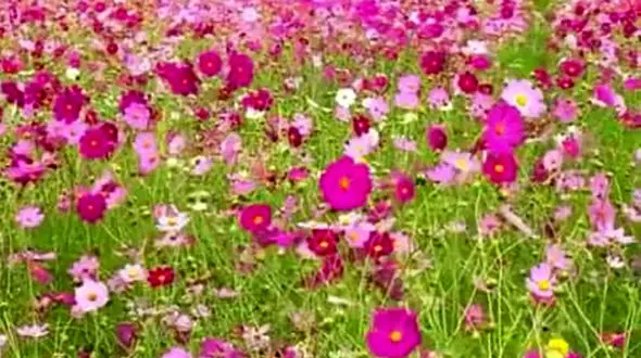 فال ابجد یکم خرداد 