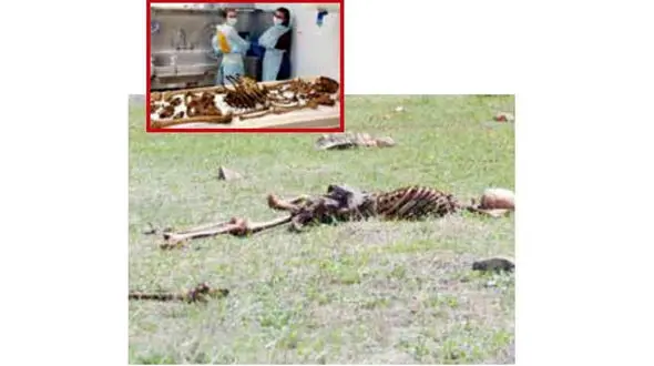 گورستان وحشت انگیز دانشگاه + عکس