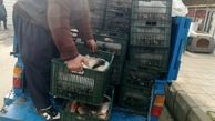 1500 کیلو ماهی به علت حمل در شرایط غیر بهداشتی در استان قزوین توقیف شد
