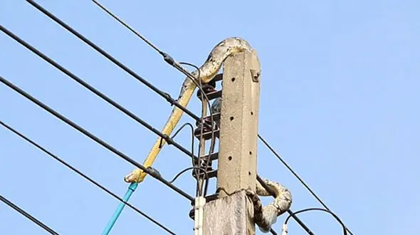 گیر کردن مار ۳ متری بالای تیر چراغ برق + تصاویر