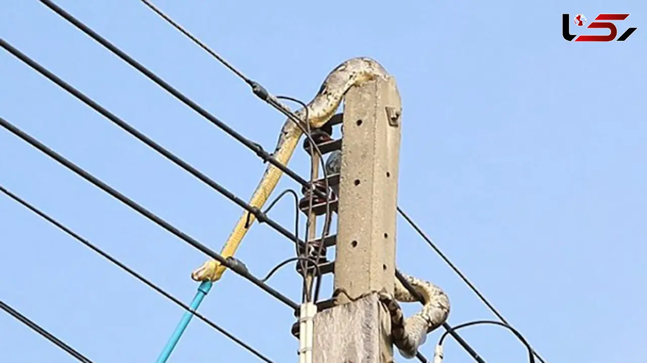 گیر کردن مار ۳ متری بالای تیر چراغ برق + تصاویر