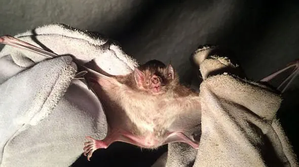 خفاش های خون آشام در برزیل آدم کشتند/این پرندگان 40 برزیلی را زخمی کردند+تصاویر