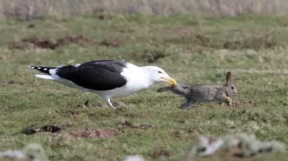 لحظه بلعیدن خرگوش توسط مرغ دریایی + فیلم 