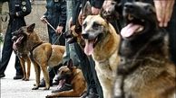 سگ های مواد یاب در مرزهای ایران و عراق مستقر هستند